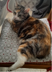 Photo de Tsuki