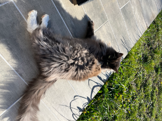 Maya