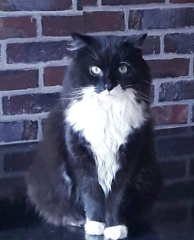 Felix