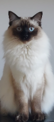 Photo de Scoubi