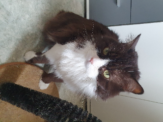 Photo de Caramel
