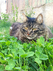 Photo de NEO