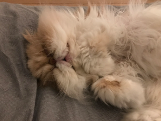 Photo de Monty