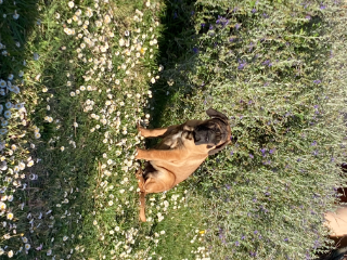 Photo de Tara