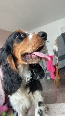 Pongo