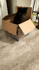 Mîou