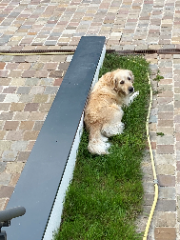 Photo de PRALINE