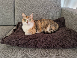 Cookie