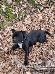 Tyson