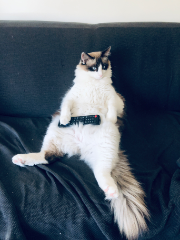 Photo de Minou