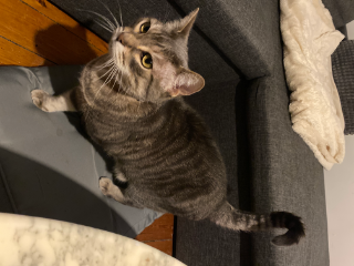 Photo de Juno