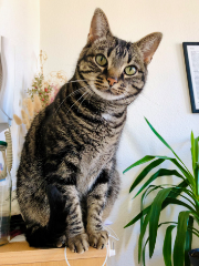Pépite