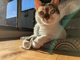 Photo de Nala