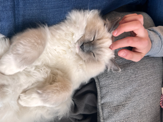 Fluffy