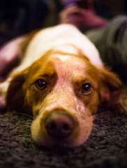 Photo de Django