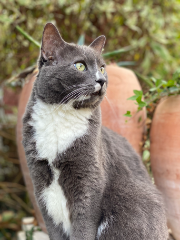 Tigrou