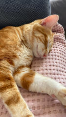 Tigrou