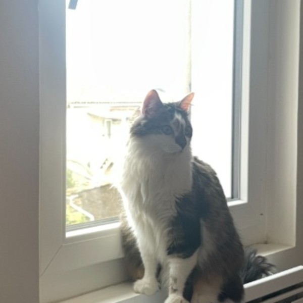 Photo de Kiwi