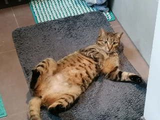Photo de Croquette