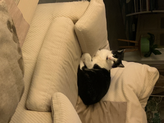 Photo de Kiwi