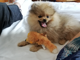 Photo de SAMBA
