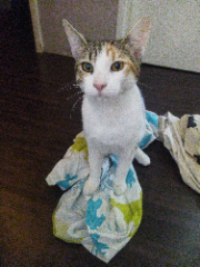Photo de Twix