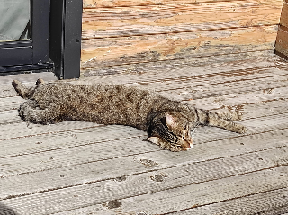 Photo de Tiki