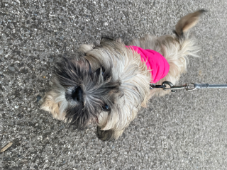 Cerise