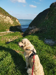 Photo de Rhapso