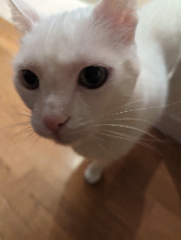 Antonio