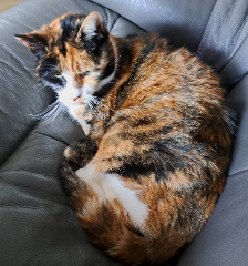 Photo de Minette