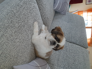 Photo de Milou