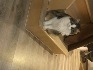 Tigrou