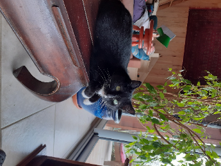 Photo de Flipette