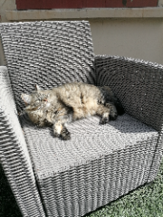 Photo de Niocchi