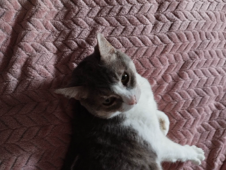 Photo de Stella