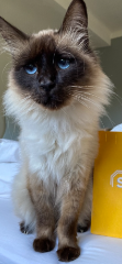 Photo de berlioz