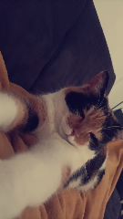 Minette