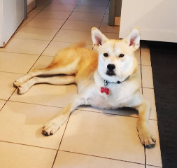 Simba