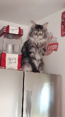 Photo de Rebelle
