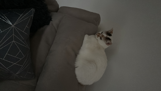 Miya
