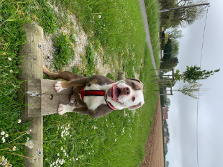 Tess