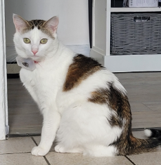 Stella