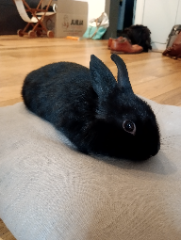 Photo de Cachou