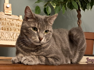 Praline