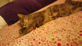 Minette