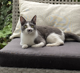 Oscar