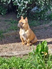 Photo de SIMBA