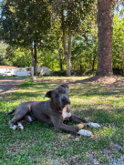 Photo de Ghost