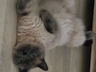 Pablo